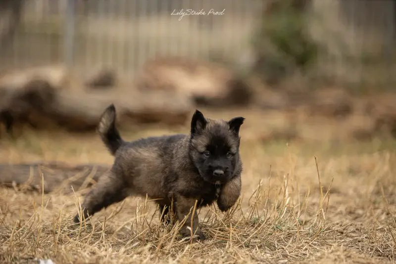 Chiot, Berger belge, élevage Des Feux de l'Espoir