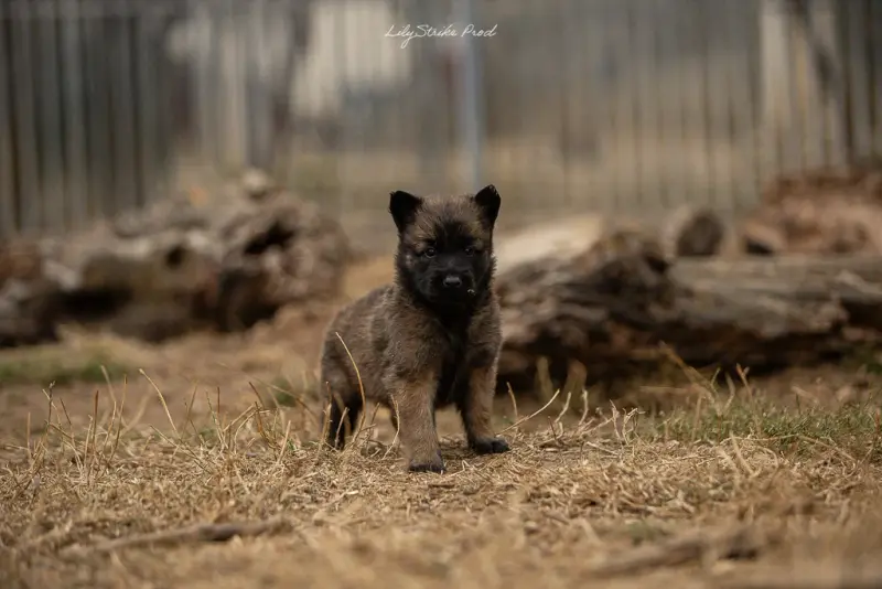 Chiot, Berger belge, élevage Des Feux de l'Espoir