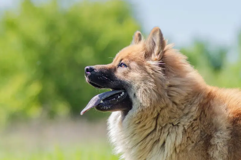 Portée de Eurasier, élevage Des Feux de l'Espoir