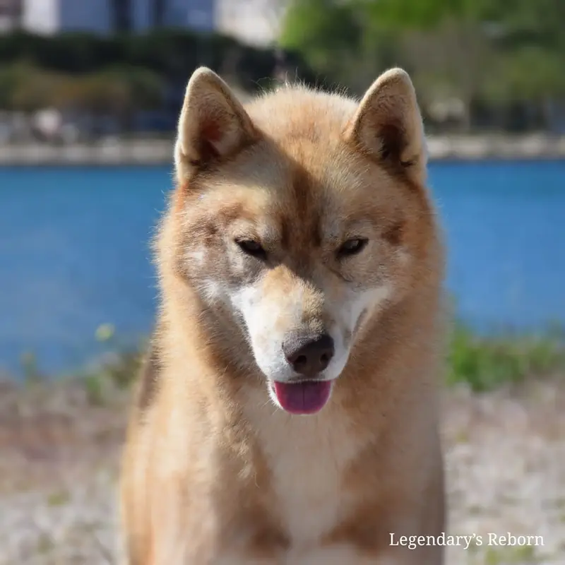 Père de la portée de Husky sibérien, élevage Of Legendary's Reborn