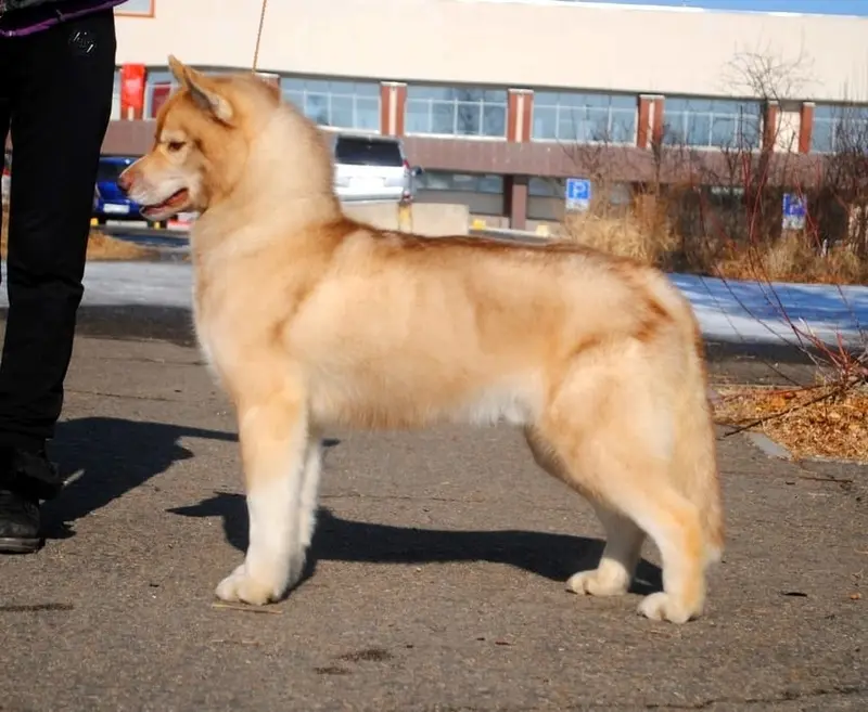 Portée de Husky sibérien, élevage Of Legendary's Reborn