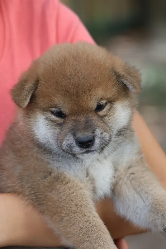 Portée de Shiba inu, élevage Nippon'Ai