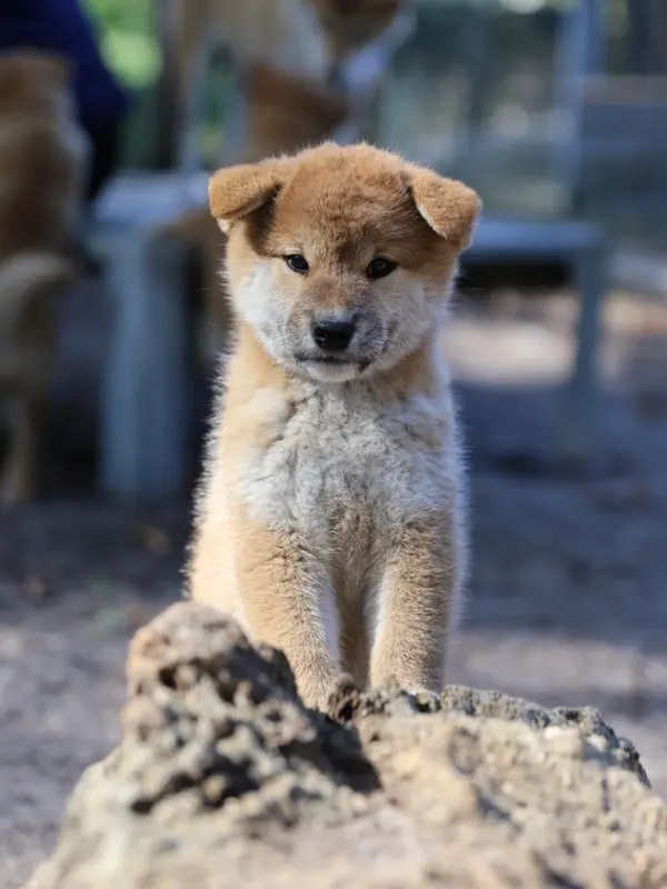 B Miyama Go, Shiba inu, élevage Nippon'Ai