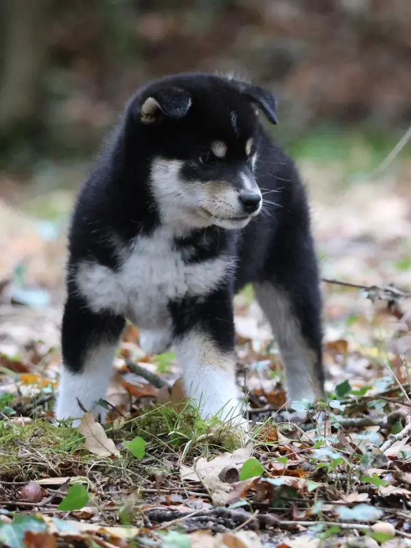 Mâle N&F, Shiba inu, élevage Nippon'Ai