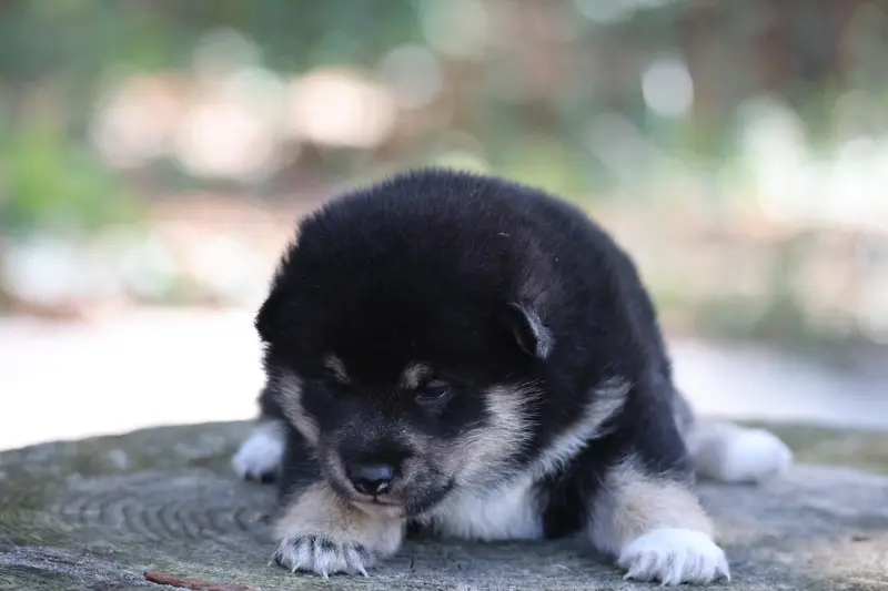 Portée de Shiba inu, élevage Nippon'Ai