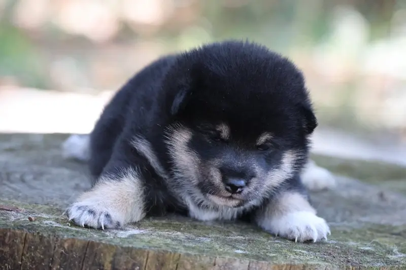 Portée de Shiba inu, élevage Nippon'Ai