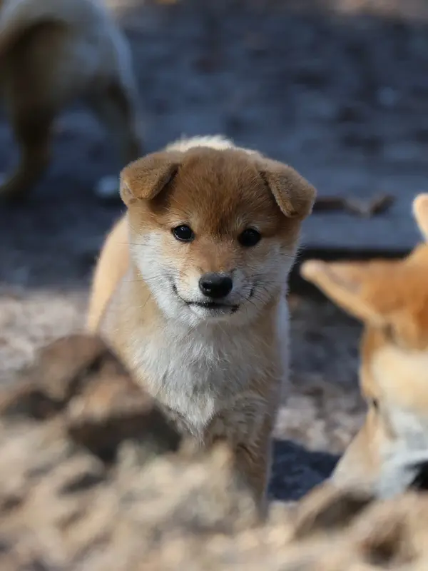 B Unzan Go, Shiba inu, élevage Nippon'Ai
