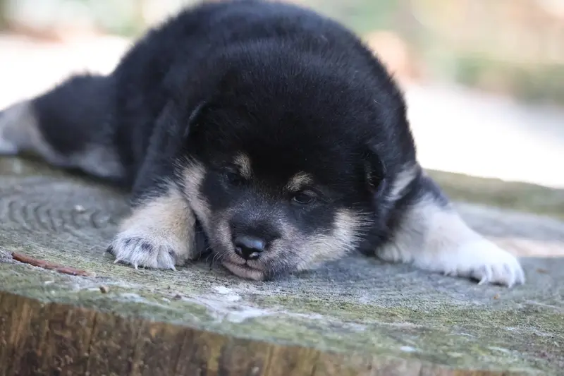 Portée de Shiba inu, élevage Nippon'Ai