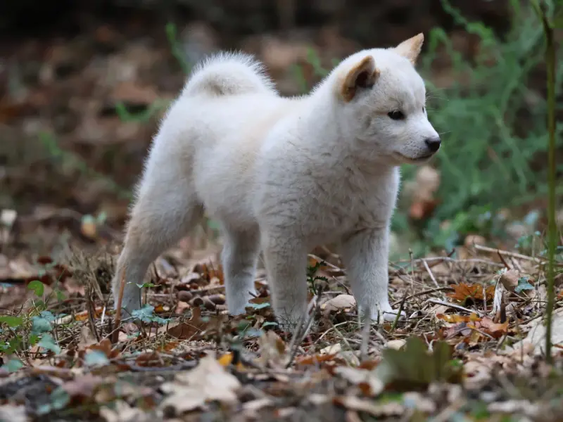 Portée de Shiba inu, élevage Nippon'Ai