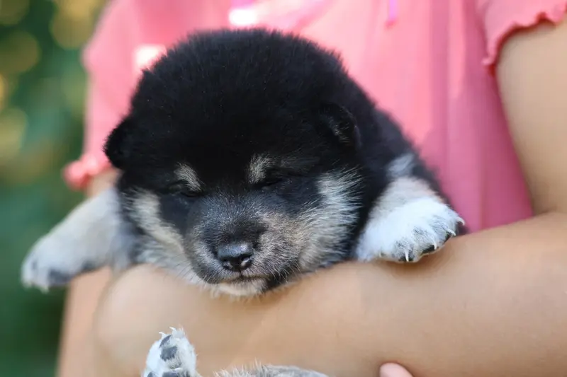 Portée de Shiba inu, élevage Nippon'Ai