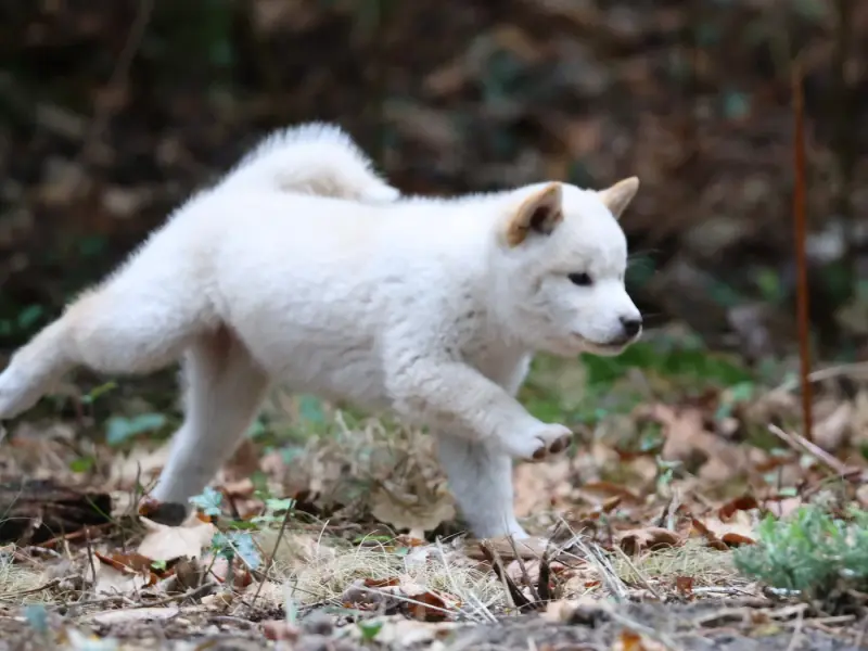 Portée de Shiba inu, élevage Nippon'Ai