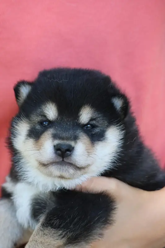 Portée de Shiba inu, élevage Nippon'Ai