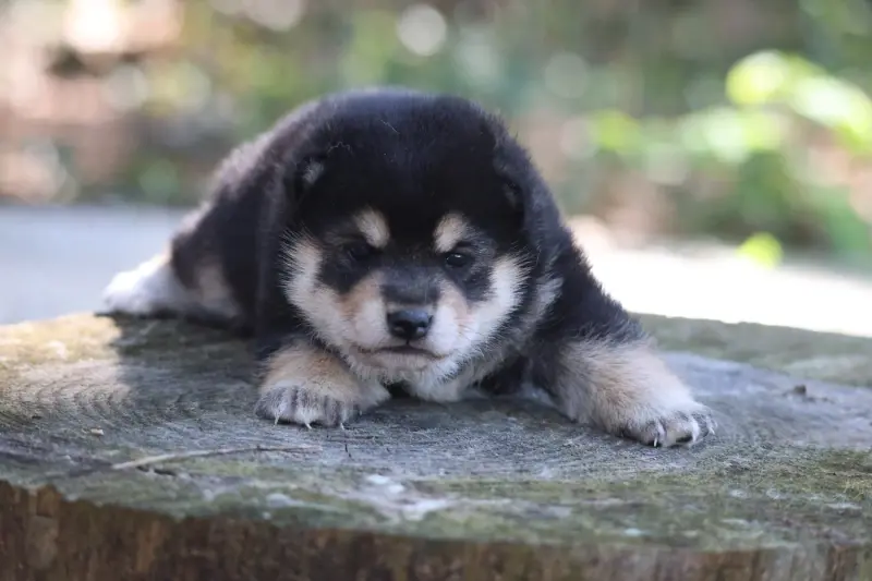 Portée de Shiba inu, élevage Nippon'Ai