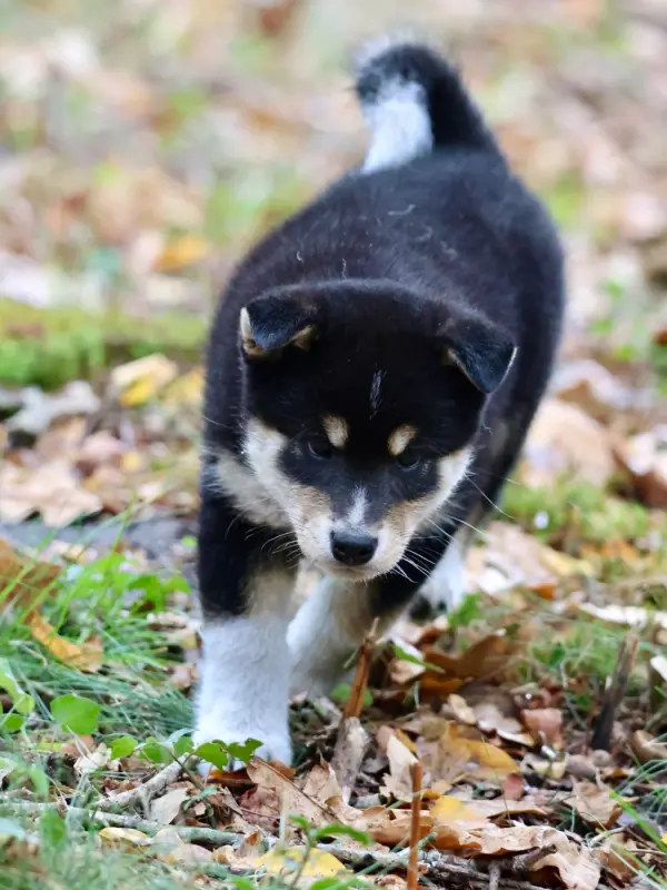 Portée de Shiba inu, élevage Nippon'Ai