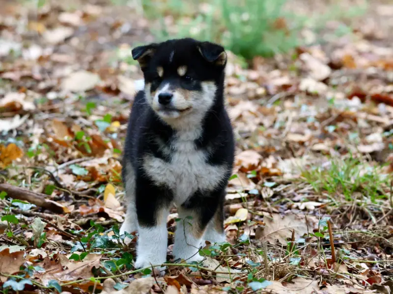 Portée de Shiba inu, élevage Nippon'Ai