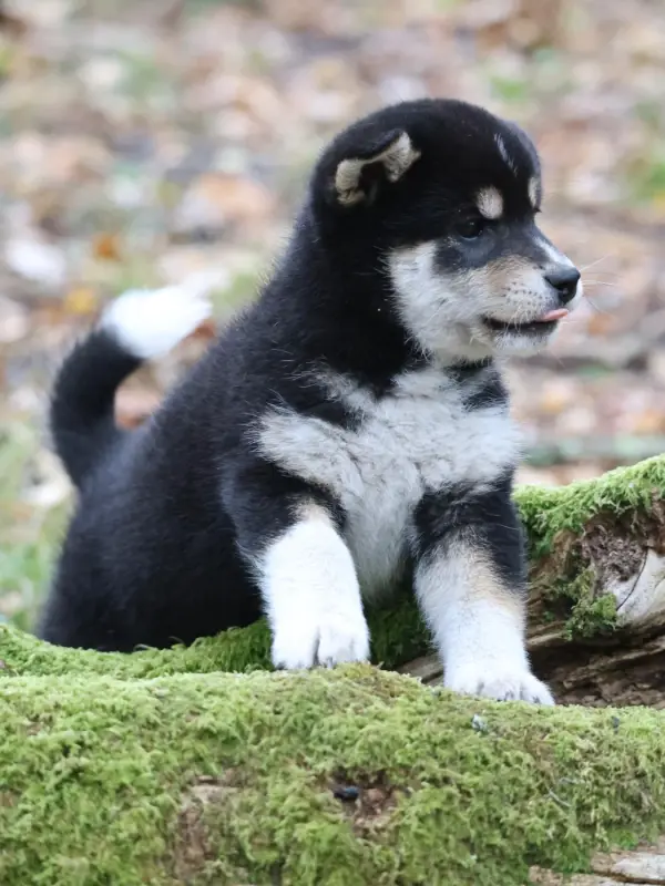 Portée de Shiba inu, élevage Nippon'Ai