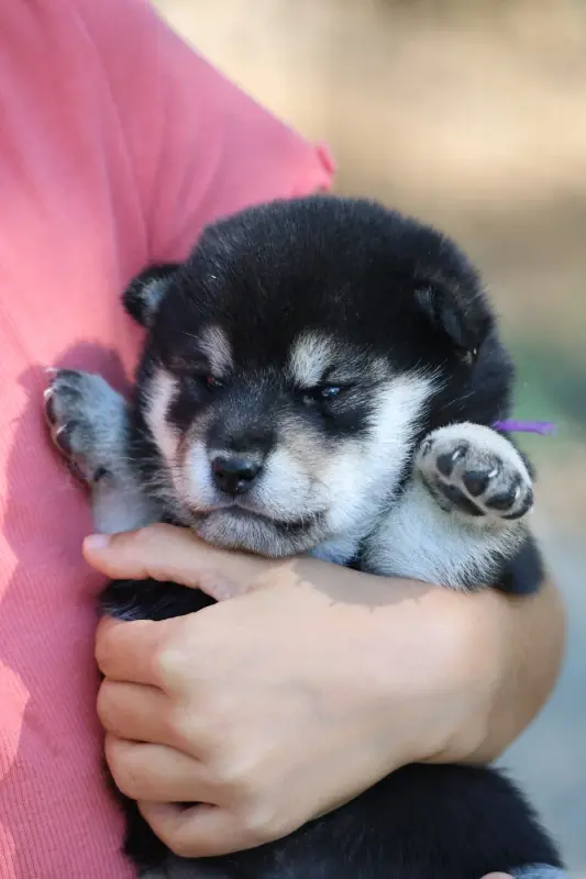 Bara Go, Shiba inu, élevage Nippon'Ai