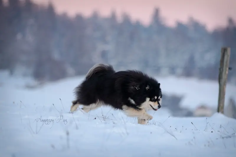 Père de la portée de Chien finnois de Laponie, élevage De la Source d'Aska