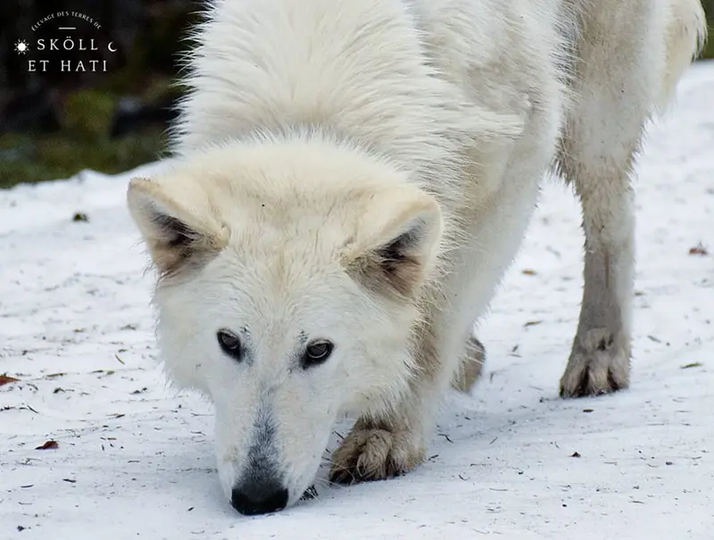 Mère de la portée de Berger blanc suisse, élevage Des Terres de Skoll et Hati