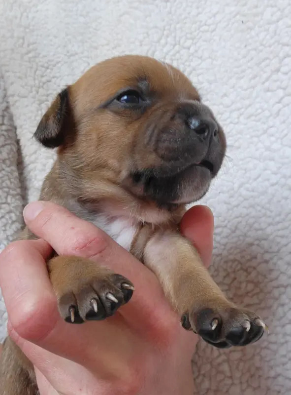Chiot, Staffordshire bull terrier, élevage Kiss Kool