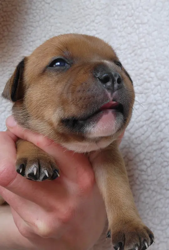 Chiot, Staffordshire bull terrier, élevage Kiss Kool