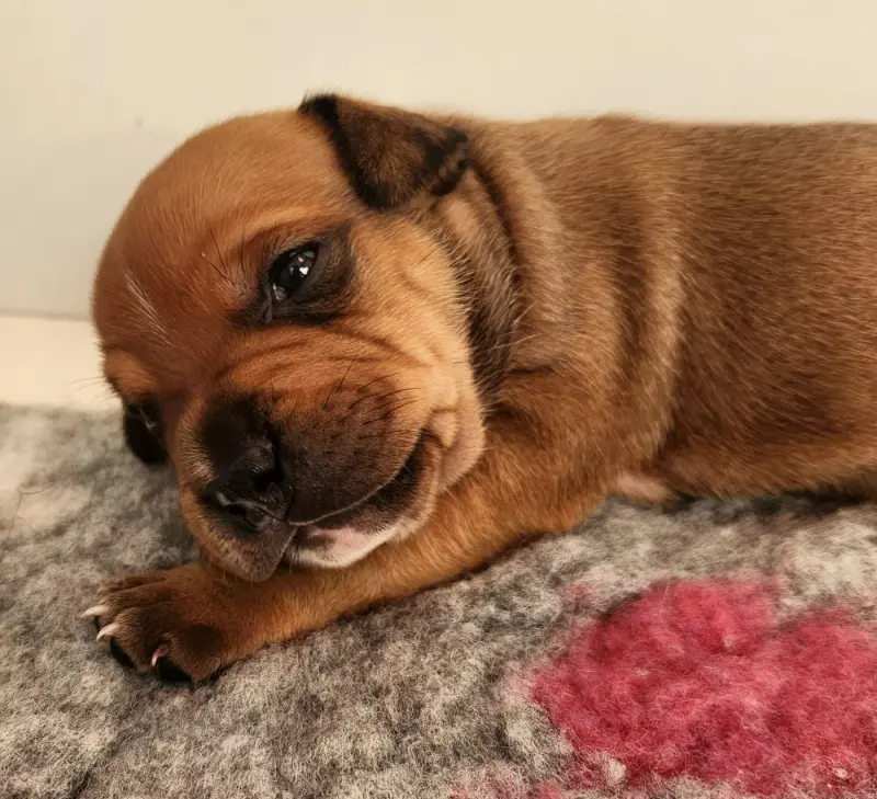 Chiot, Staffordshire bull terrier, élevage Kiss Kool