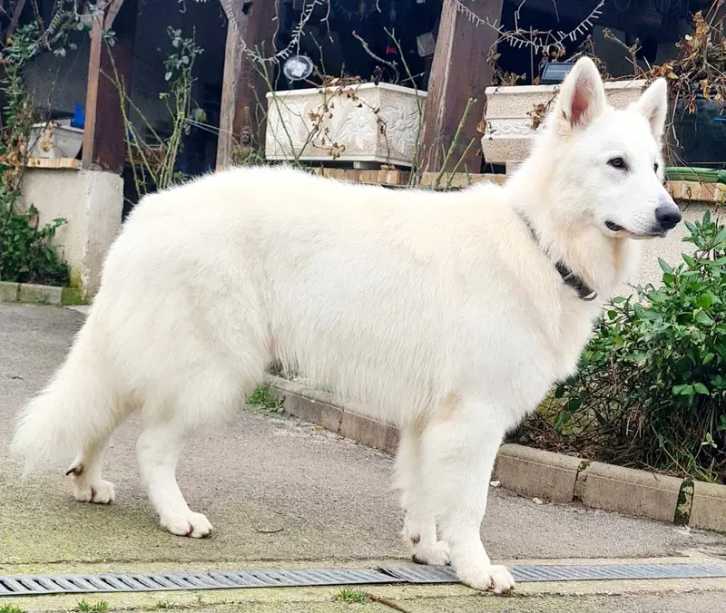 Père de la portée de Berger blanc suisse, élevage Du Domaine de Nox'Well