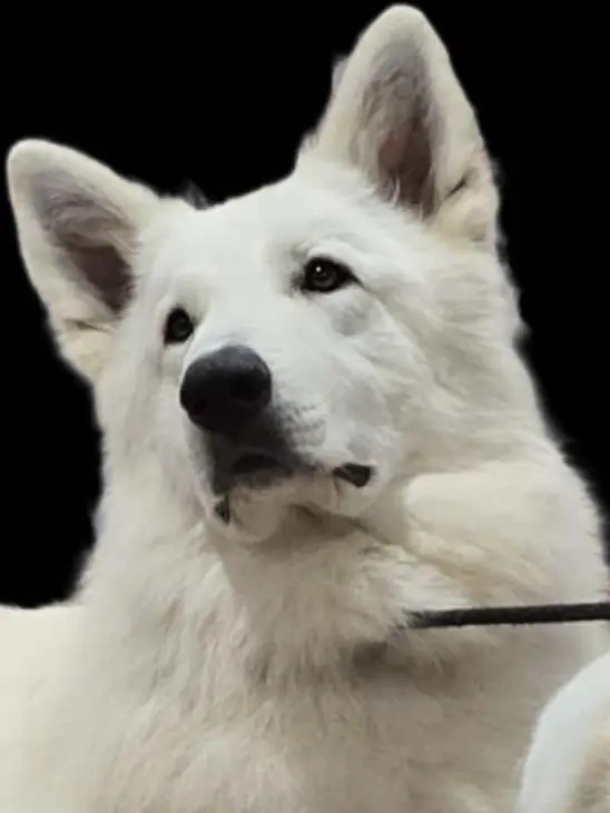 Portée de Berger blanc suisse, élevage Du Domaine de Nox'Well