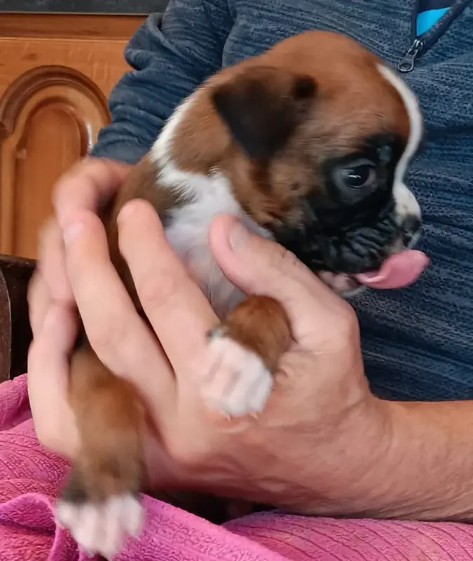 Chiot, Boxer, élevage Des Gardiens de la Nole