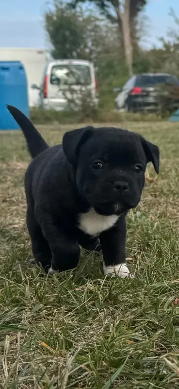 Bankaï* of LNM s Gardian, Staffordshire bull terrier, élevage Of Lnm S Guardian