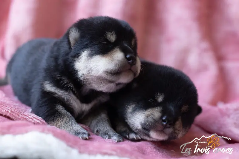 Portée de Shiba inu, élevage Du Domaine les Trois Crocs