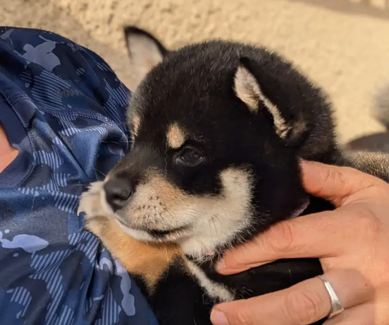 Portée de Shiba inu, élevage Du Domaine les Trois Crocs