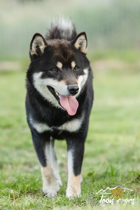 Père de la portée de Shiba inu, élevage Du Domaine les Trois Crocs