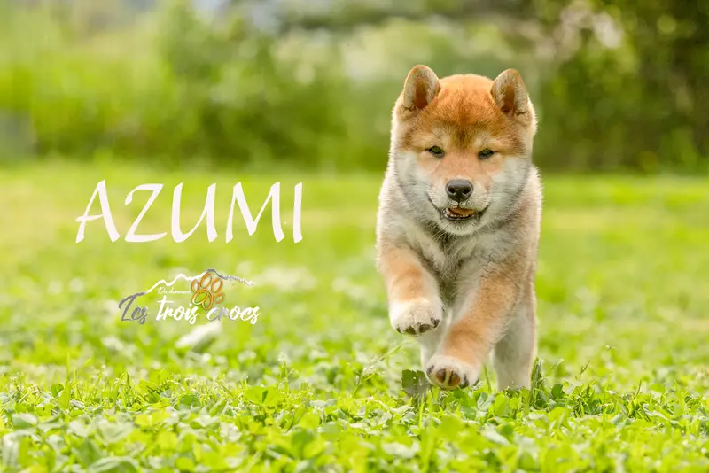 Mère de la portée de Shiba inu, élevage Du Domaine les Trois Crocs