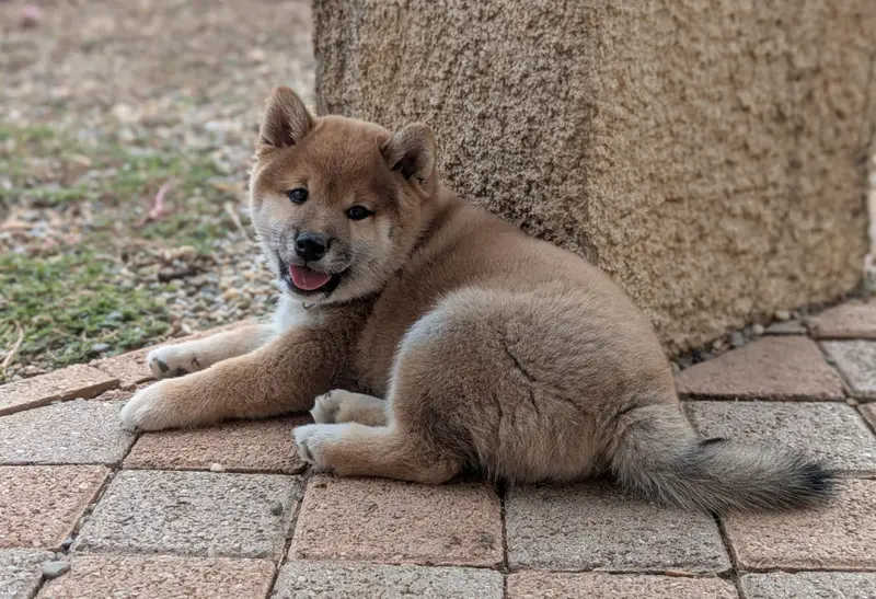 Portée de Shiba inu, élevage Du Domaine les Trois Crocs