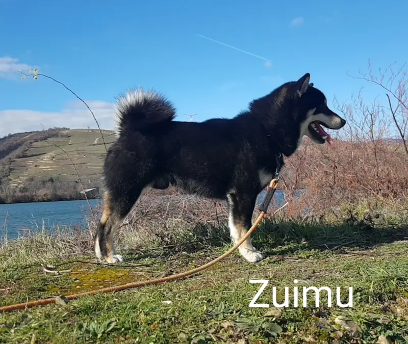 Portée de Shiba inu, élevage Du Domaine les Trois Crocs