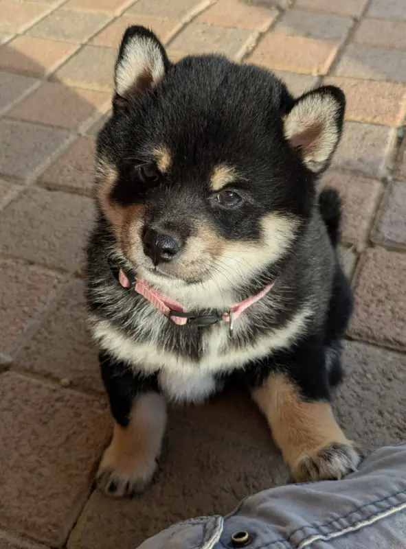 Portée de Shiba inu, élevage Du Domaine les Trois Crocs