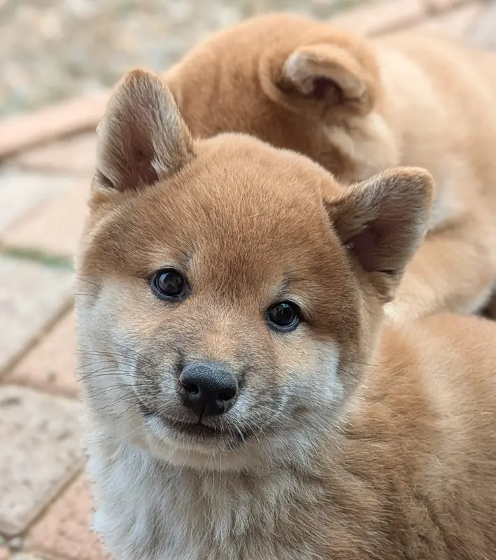 Portée de Shiba inu, élevage Du Domaine les Trois Crocs