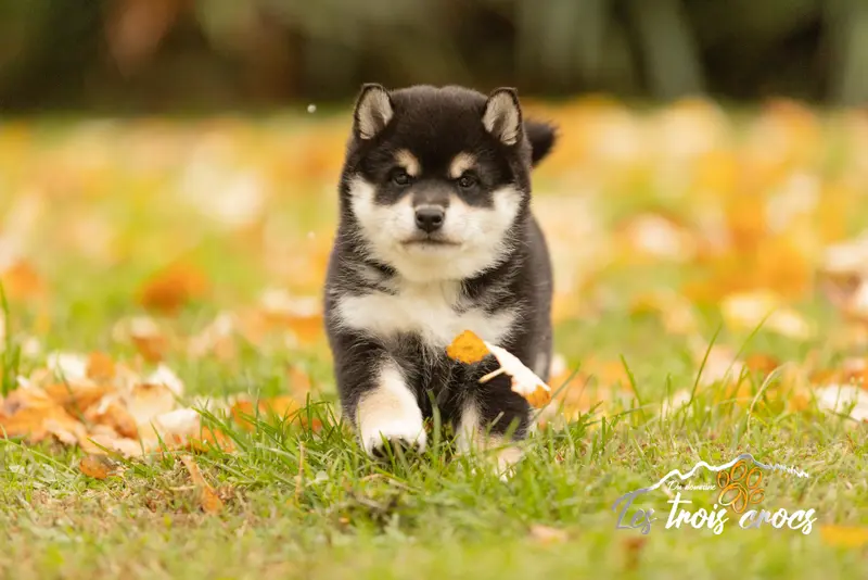 Portée de Shiba inu, élevage Du Domaine les Trois Crocs