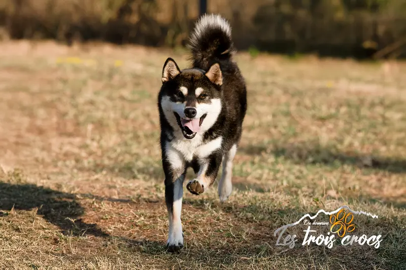 Portée de Shiba inu, élevage Du Domaine les Trois Crocs