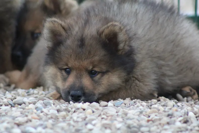 Collier orange, Eurasier, élevage Du Domaine d'Alvheim