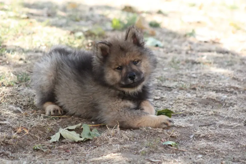 Collier vert foncé, Eurasier, élevage Du Domaine d'Alvheim