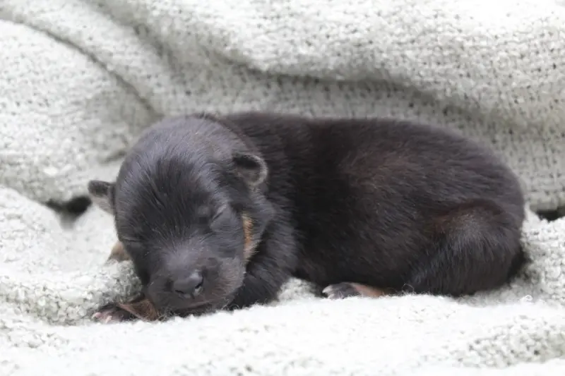 Portée de Eurasier, élevage Du Domaine d'Alvheim
