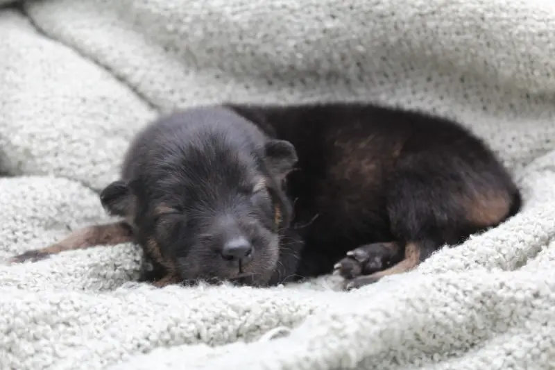 Portée de Eurasier, élevage Du Domaine d'Alvheim