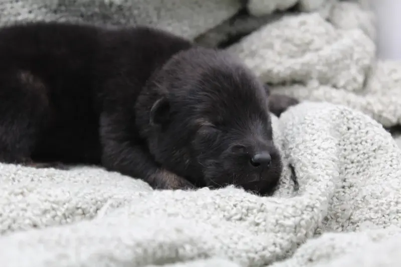 Portée de Eurasier, élevage Du Domaine d'Alvheim