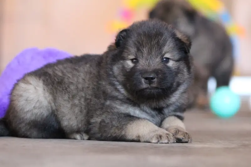 Portée de Eurasier, élevage Du Domaine d'Alvheim