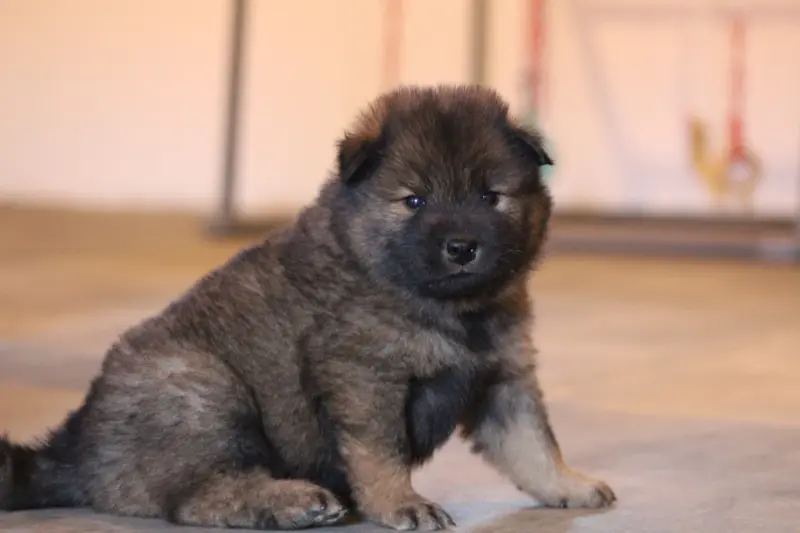 Baggy, Eurasier, élevage Du Domaine d'Alvheim