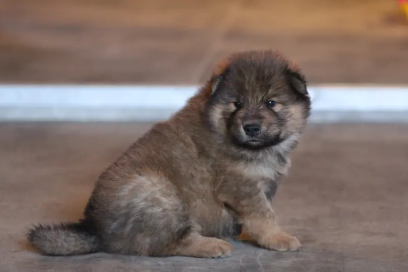 Portée de Eurasier, élevage Du Domaine d'Alvheim
