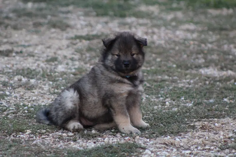 Portée de Eurasier, élevage Du Domaine d'Alvheim