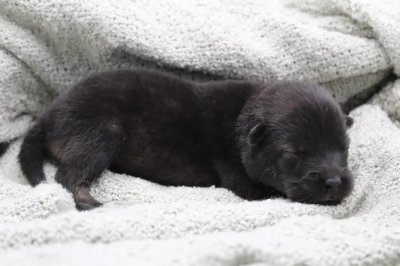 Portée de Eurasier, élevage Du Domaine d'Alvheim